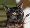 Ginger the Kitten ~ VIDEO