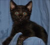 Gilligan the Bombay Kitten ~ VIDEO
