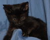 Gilligan the Bombay Kitten ~ VIDEO