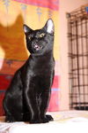 Gilligan the Bombay Kitten ~ VIDEO