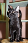 Gilligan the Bombay Kitten ~ VIDEO