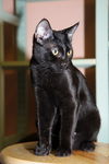 Gilligan the Bombay Kitten ~ VIDEO