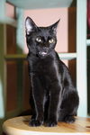 Gilligan the Bombay Kitten ~ VIDEO