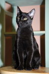 Gilligan the Bombay Kitten ~ VIDEO