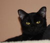 Gilligan the Bombay Kitten ~ VIDEO