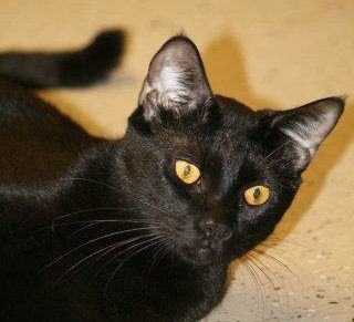 Gilligan the Bombay Kitten ~ VIDEO