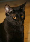Gilligan the Bombay Kitten ~ VIDEO