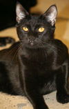 Gilligan the Bombay Kitten ~ VIDEO