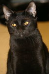 Gilligan the Bombay Kitten ~ VIDEO