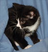 Kane the sweetest Kitten ever!