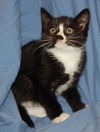 Kane the sweetest Kitten ever!