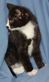 Kane the sweetest Kitten ever!