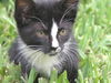 Kane the sweetest Kitten ever!