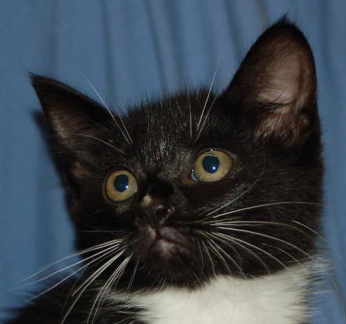 Valto the Kitten