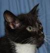 Valto the Kitten