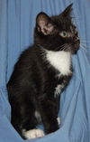 Valto the Kitten