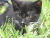 Valto the Kitten