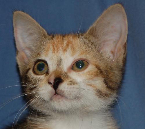 Tater Tot the talkative kitten