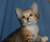 Tater Tot the talkative kitten