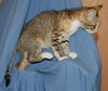 Tater Tot the talkative kitten