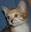 Tater Tot the talkative kitten