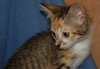 Tater Tot the talkative kitten
