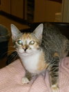 Tater Tot the talkative kitten