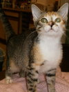 Tater Tot the talkative kitten
