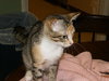 Tater Tot the talkative kitten