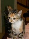 Tater Tot the talkative kitten