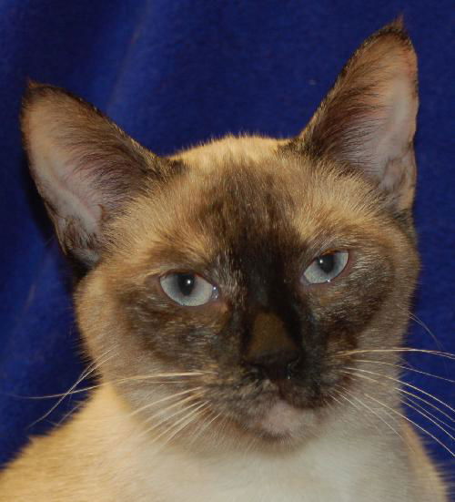 Calandra the Siamese