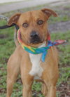 Astor the Boxer