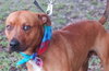 Astor the Boxer