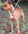 Astor the Boxer