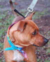 Astor the Boxer