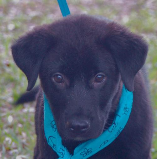 Phoenix the Puppy