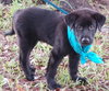 Phoenix the Puppy