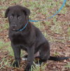 Phoenix the Puppy