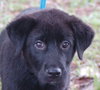 Phoenix the Puppy