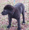 Phoenix the Puppy