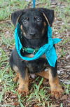 Keno the Shepherd Puppy