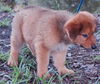 Chance the Shepherd Puppy