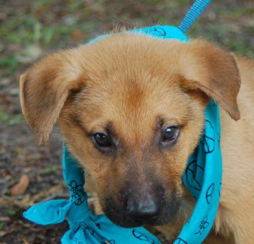 Lafayette the Shepherd Puppy