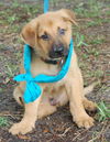 Lafayette the Shepherd Puppy