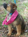 Alexis the Shepherd Puppy