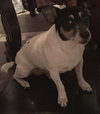 Cash-Jack Russell