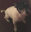 Cash-Jack Russell