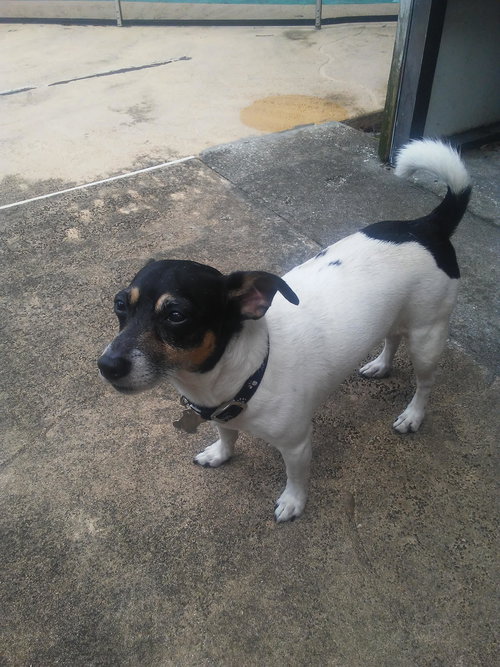 Cash-Jack Russell