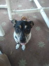 Cash-Jack Russell