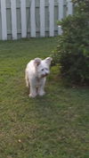 Tre * The Shy Gentleman*